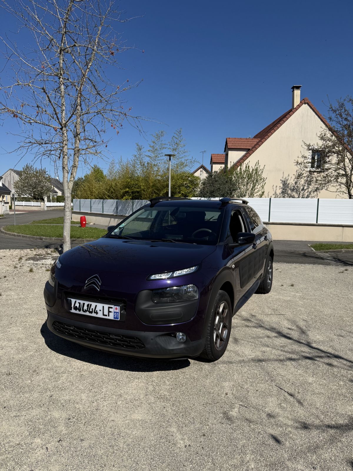 c4 cactus